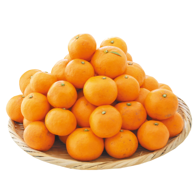 有機温州みかん  [ギフト](送料込)