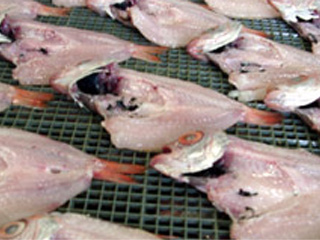 ノド黒開き [凍]