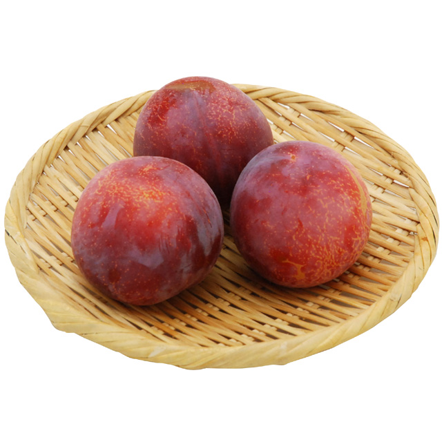 貴陽(すもも)