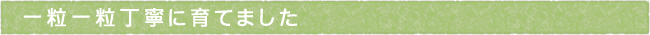 12-202-ttls01
