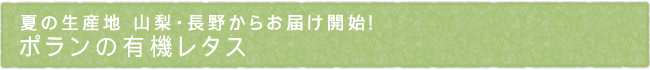 夏の生産地 山梨・長野から お届け開始！ ポランの有機レタス