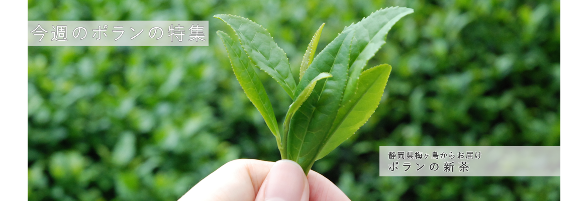 静岡県梅ヶ島からお届け　ポランの新茶
