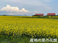 産地の菜の花畑